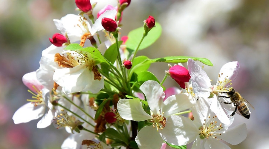 A la saison des pommiers en fleurs, les abeilles-ouvrières sont reines