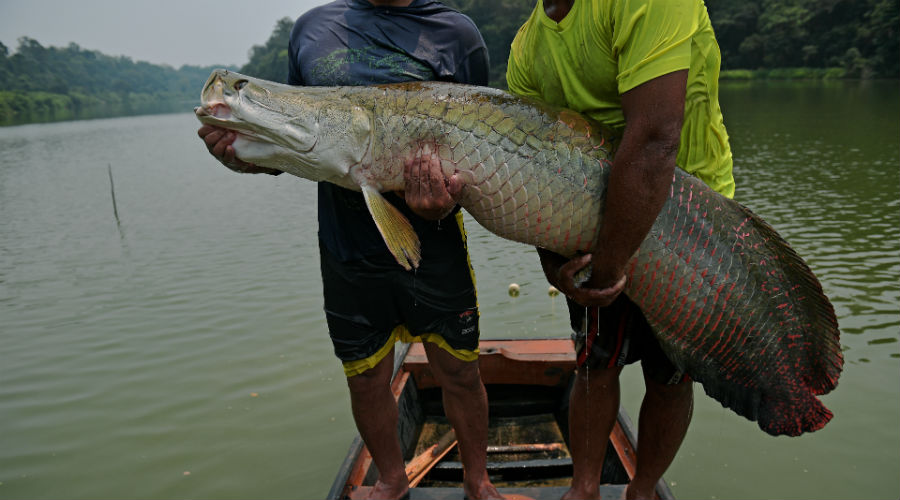 La survie miraculeuse du pirarucu, poisson géant d'Amazonie