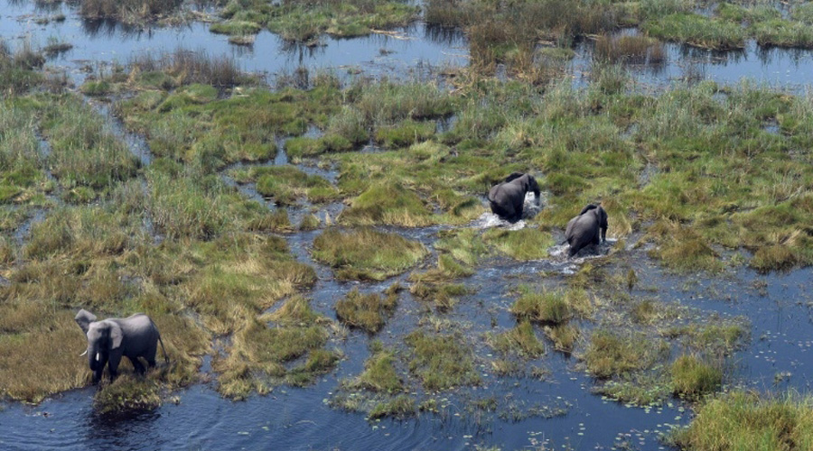 Le Botswana lève l'interdiction de chasser l'éléphant