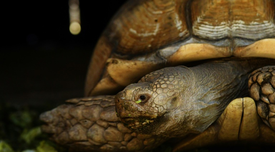 braconnage tortues Mayotte