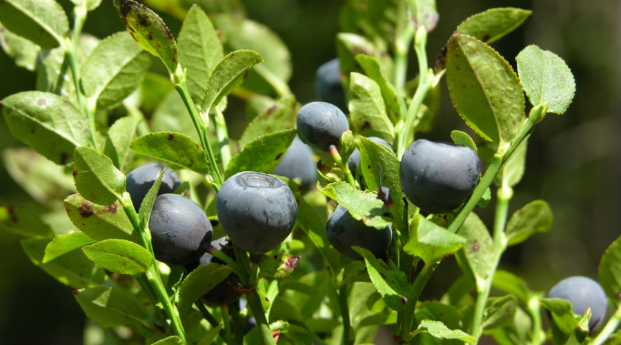 Consommer des myrtilles serait bon pour le cœur