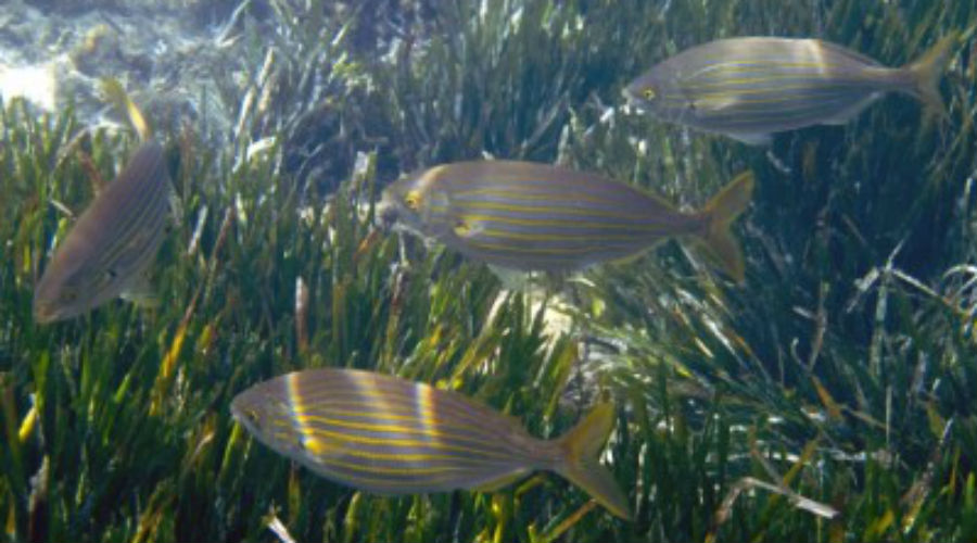 Les poissons aussi ont des chagrins d'amour