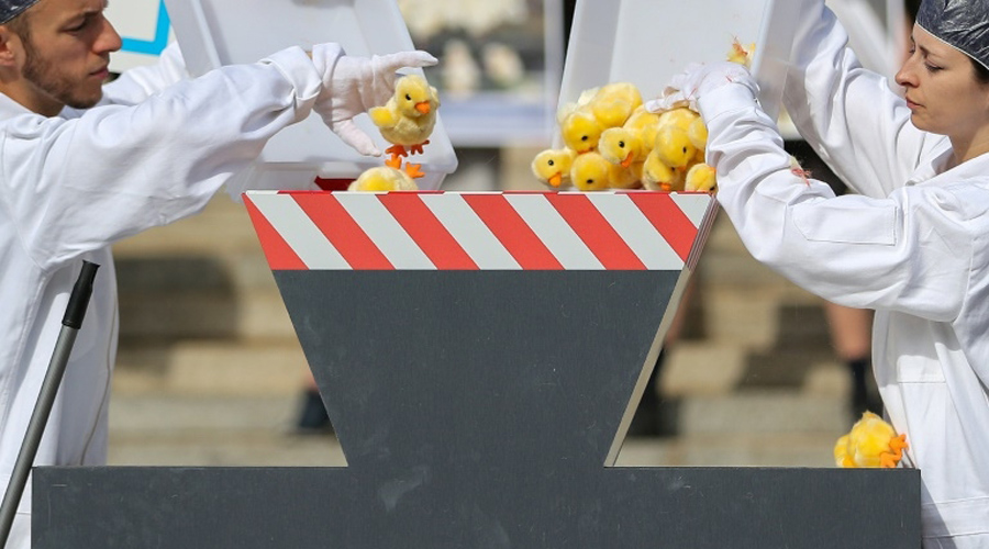 L'élimination des poussins mâles, pratique controversée de l'industrie agroalimentaire