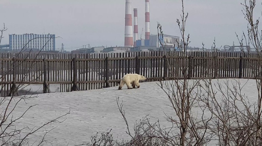 Russie : un ours blanc affamé repéré à plus de 800 km de son habitat