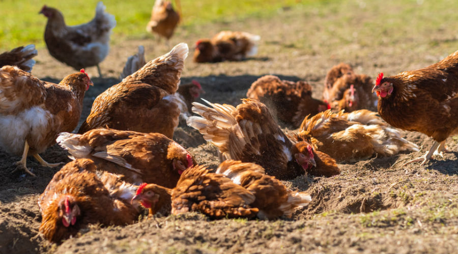 Des centaines de poules et des milliers de poissons morts à cause de la canicule