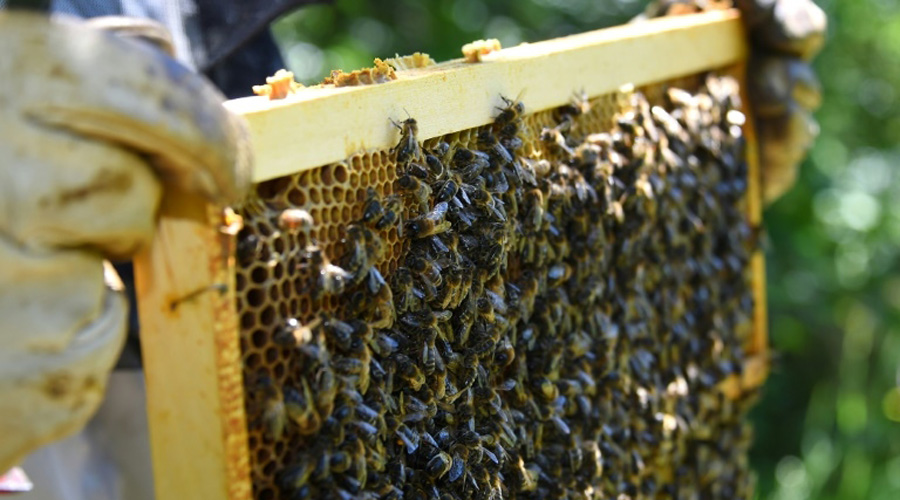 L Ete 19 Devastateur Pour Les Abeilles Et Le Miel Bio A La Une