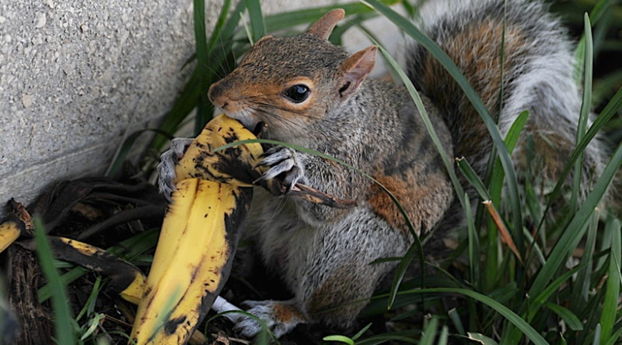 peau de banane