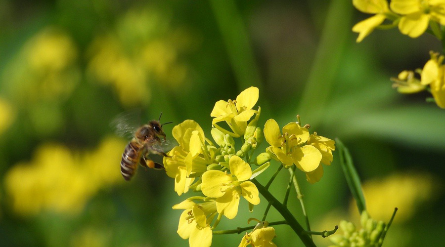 Abeilles : des résidus de néonicotinoïdes retrouvés dans les zones non-traitées