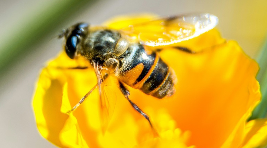 Abeilles : deux pesticides désormais interdits à la vente en France