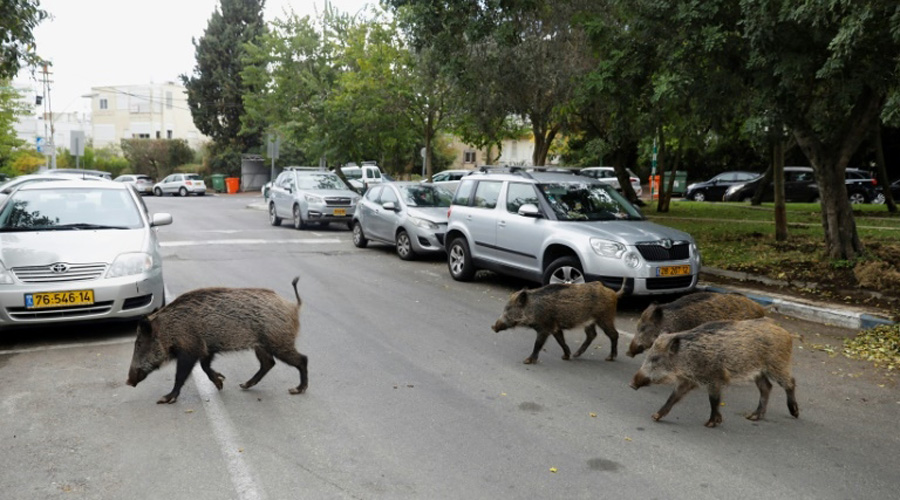 Protégés de la chasse, les sangliers prospèrent dans une ville d'Israël