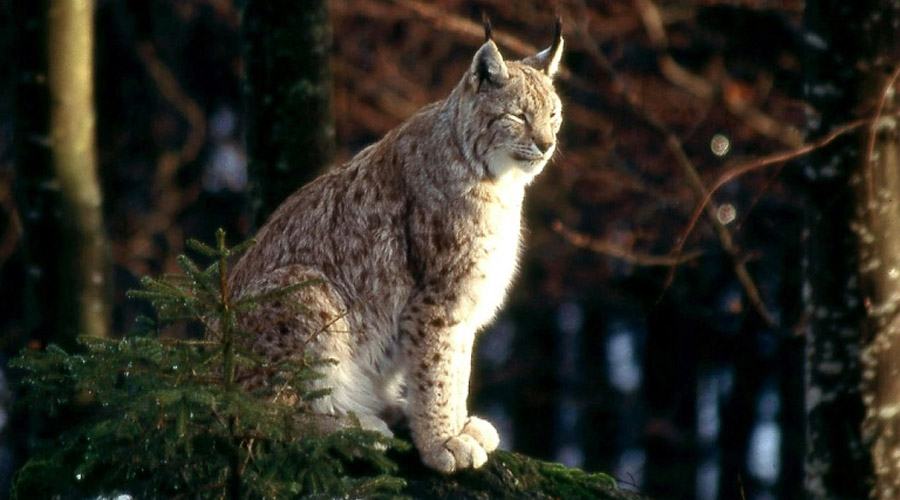 lynx