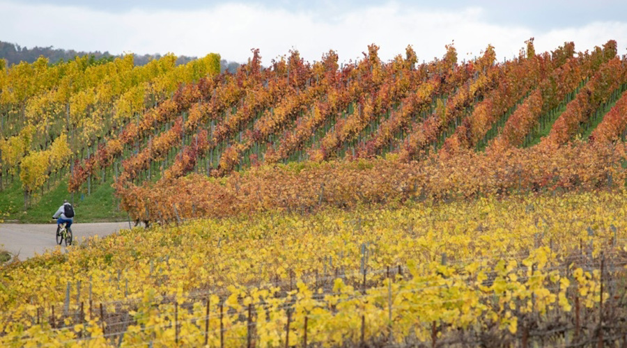 La moitié des vignobles mondiaux menacés par un réchauffement de 2°