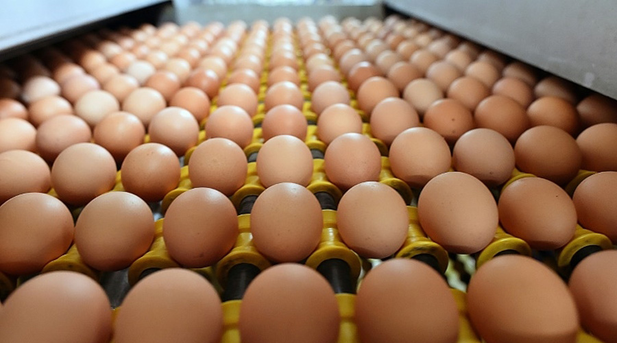 Partenariat Carrefour-Loué pour éviter l'abattage des poussins mâles