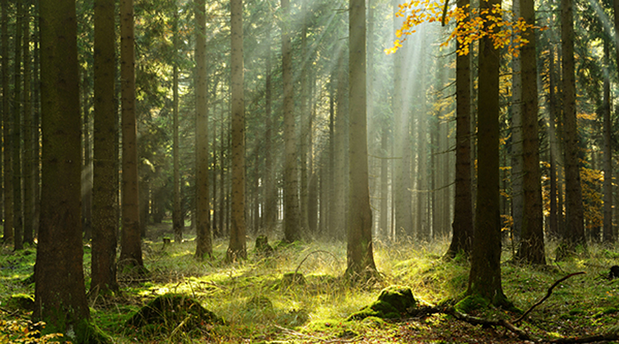 forêt plus vieille du monde