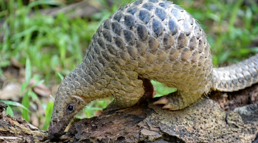 pangolin