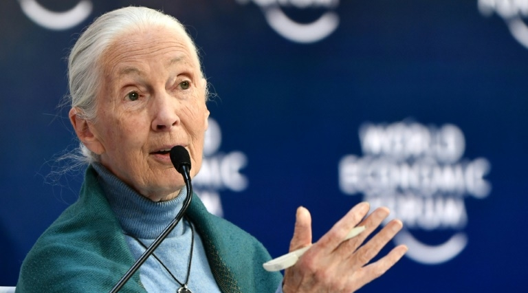 Jane Goodall