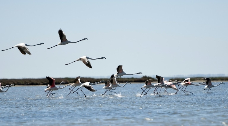 flamants roses