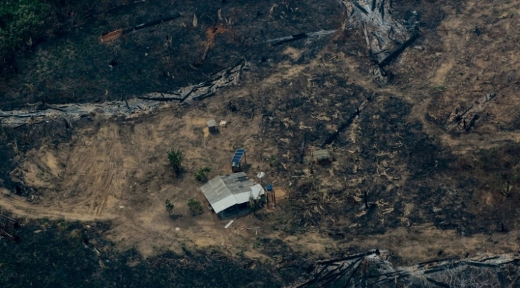 déforestation en amazonie