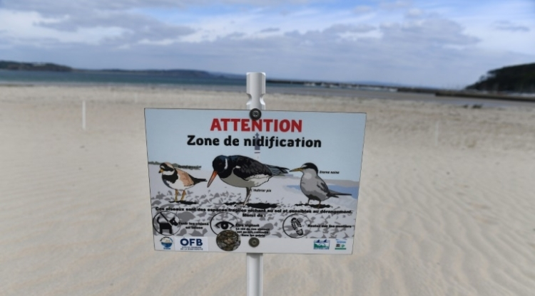 oiseaux dans le finistère