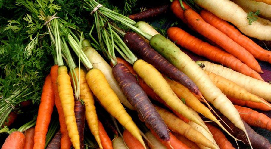 carotte jaune obtuse du doubs
